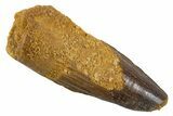 Juvenile Fossil Spinosaurus Tooth - Real Dinosaur Tooth #345890-1